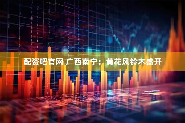 配资吧官网 广西南宁：黄花风铃木盛开